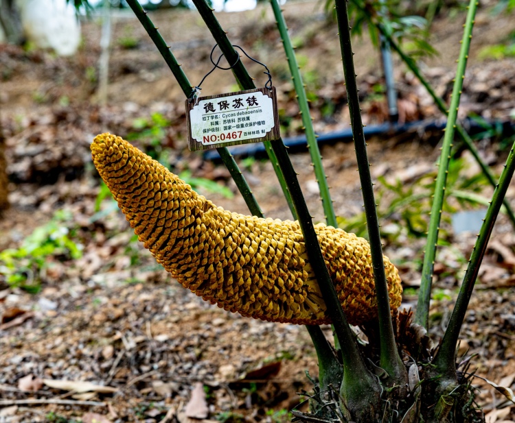 廣西百色：“植物大熊貓”德保蘇鐵迎來盛花期_fororder_微信圖片_20250428212907