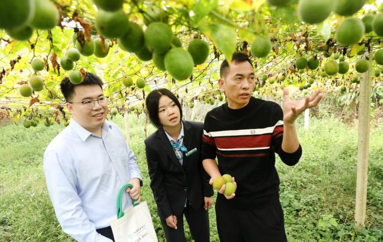 農行金融全鏈支持永福羅漢果行銷海外_fororder_1