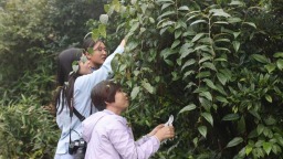 廣西已建成林草種質資源庫41處 擁有全國最大的桉樹基因庫