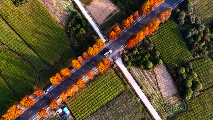 桂林臨桂區：水杉著“紅粧”扮靚公路_fororder_3