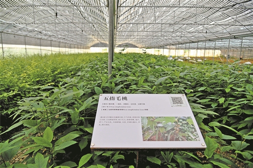 瑤藥迎蝶變