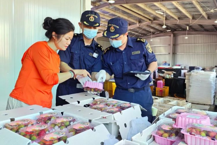 廣西首批16.3噸荔枝搶“鮮”出海_fororder_1