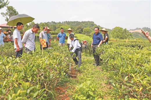 梧州蒼梧：文旅共融 茶韻悠長