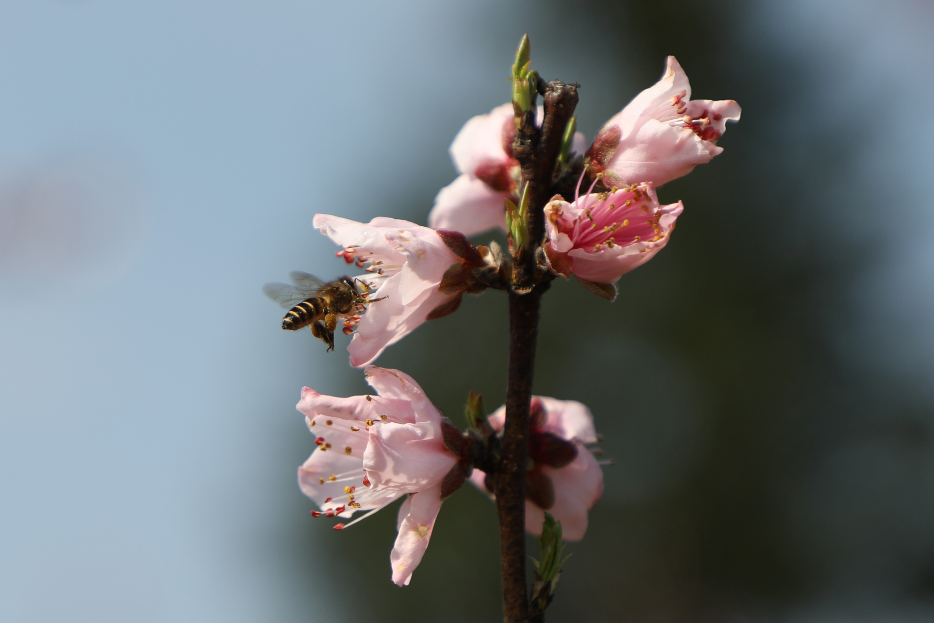 桂林靈川：萬畝桃花競相盛放 遊客踏青賞花正當時_fororder_3