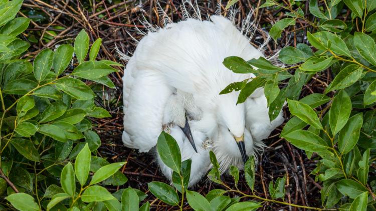 廣西桂林會仙喀斯特國家濕地公園白鷺“添丁” 70余巢穴孵出幼鳥_fororder_3