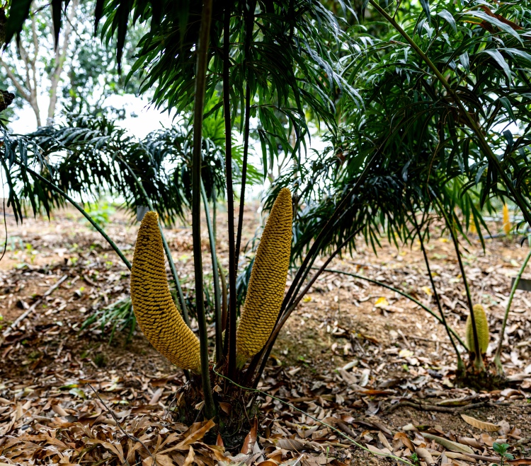 廣西百色：“植物大熊貓”德保蘇鐵迎來盛花期_fororder_微信圖片_20250428212930
