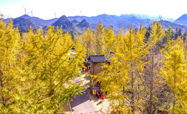 桂林靈川：百萬株銀杏“披金”引客來_fororder_1