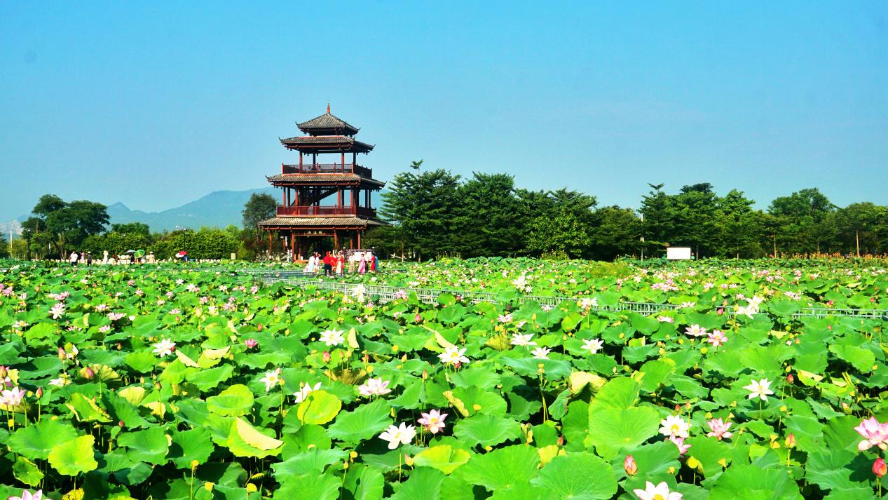 貴港：“壯美公路”繪就鄉村振興新圖景_fororder_3