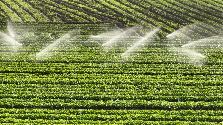 廣西興業縣:萬畝冬菜搶“鮮”上市  “冬閒田”變“增收田”_fororder_圖五：在興業縣百嘉農業生態合作社的種植基地，水肥一體化噴灌系統正在精準作業（寧詩琪攝） (2).JPG