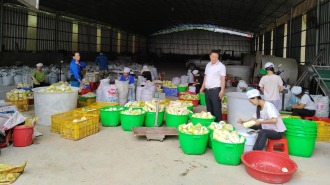 廣西田林縣：小竹筍撬動大産業