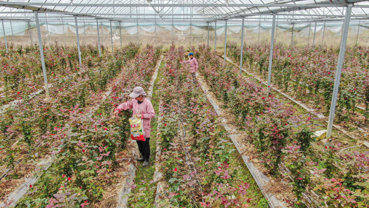 桂林靈川：“顏值”變“産值” “美麗經濟”激活鄉村發展新動能_fororder_3