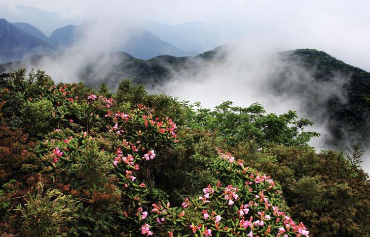 2025貓兒山高山杜鵑花文化旅遊季活動即將啟幕_fororder_1