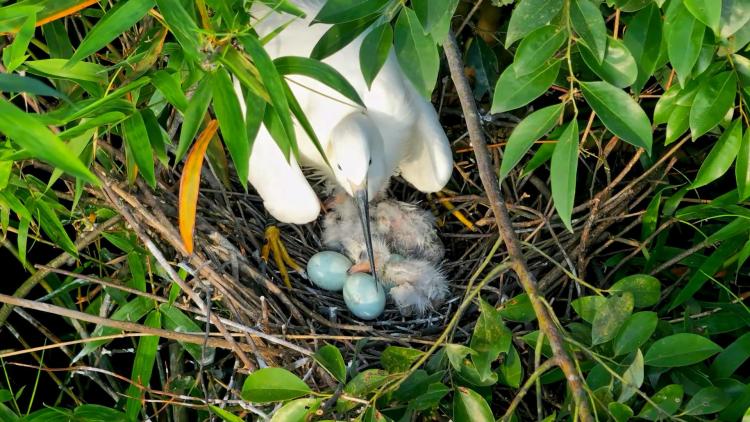 廣西桂林會仙喀斯特國家濕地公園白鷺“添丁” 70余巢穴孵出幼鳥_fororder_5