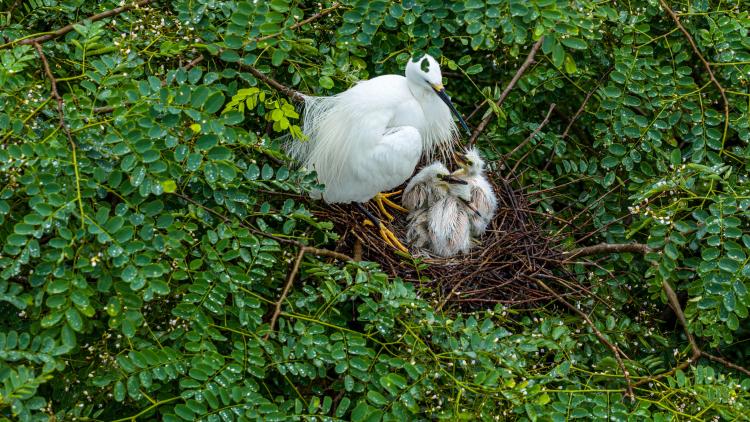 廣西桂林會仙喀斯特國家濕地公園白鷺“添丁” 70余巢穴孵出幼鳥_fororder_4