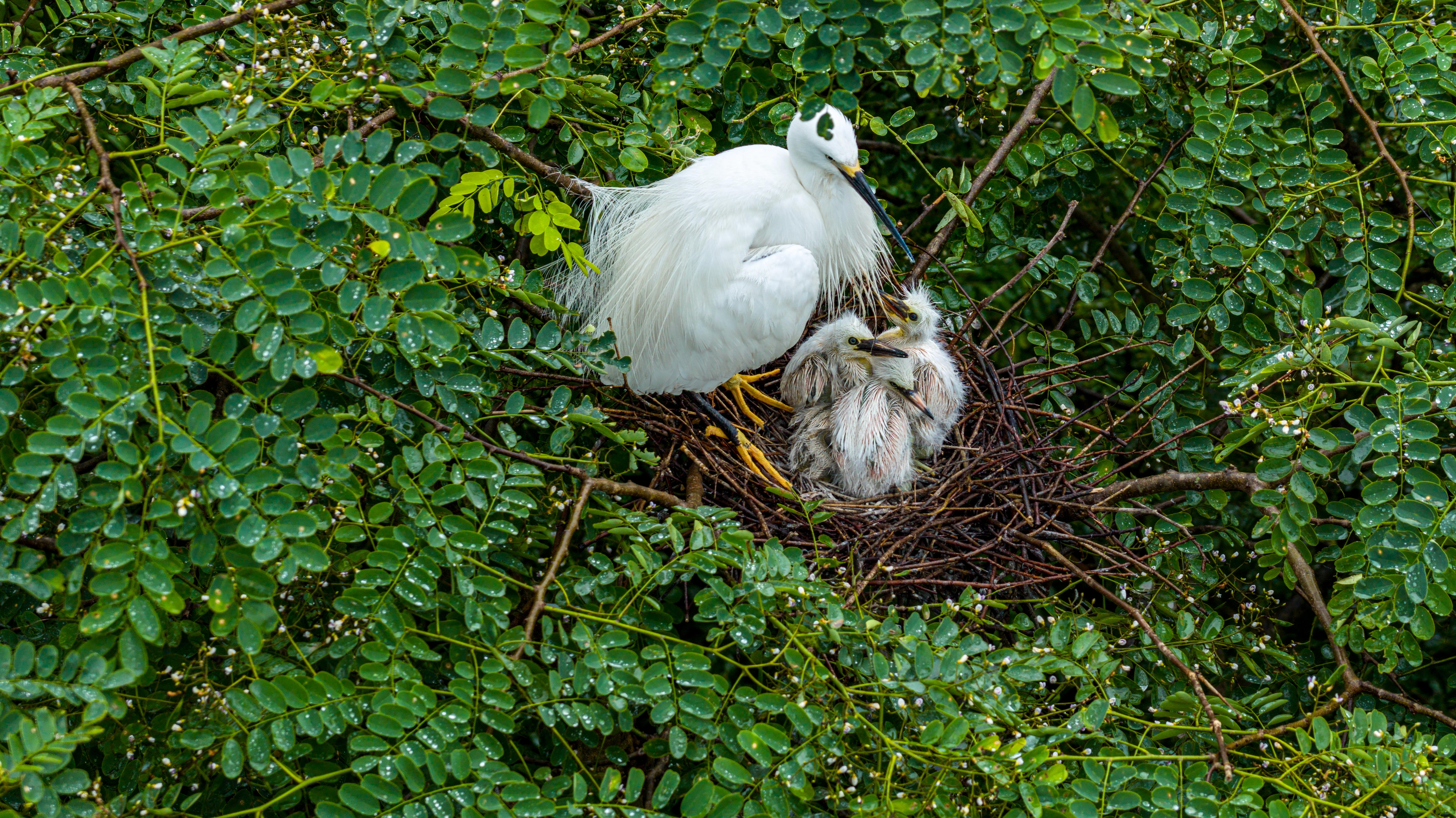 廣西桂林會仙喀斯特國家濕地公園白鷺“添丁” 70余巢穴孵出幼鳥_fororder_4