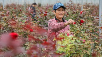 桂林靈川：“顏值”變“産值” “美麗經濟”激活鄉村發展新動能