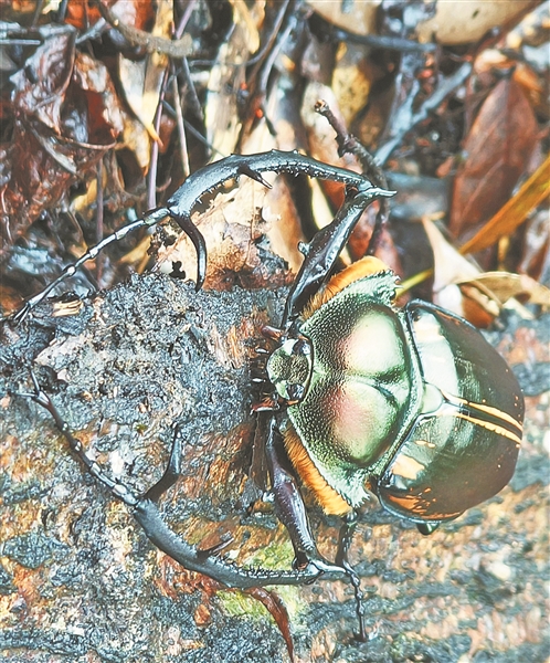 “昆蟲界大熊貓”陽彩臂金龜現身貓兒山