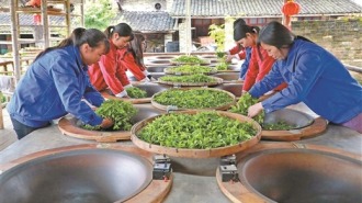 梧州蒼梧：文旅共融 茶韻悠長