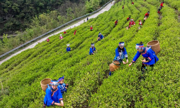 桂林靈川：茶山春醒時 瑤鄉採茶忙_fororder_1