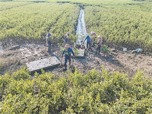 苗木青青 點綠成金_fororder_8865951_hhb_1756262023116_b