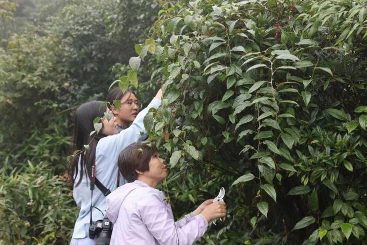 廣西已建成林草種質資源庫41處 擁有全國最大的桉樹基因庫_fororder_2