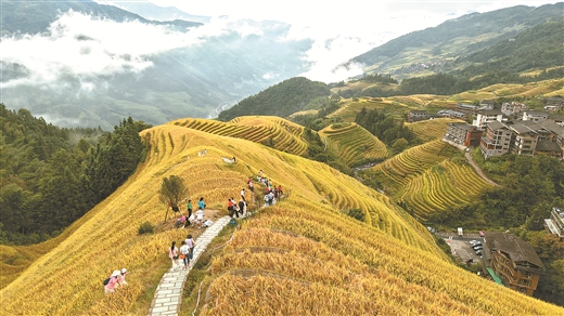 八桂好“豐”景 惹得遊人醉