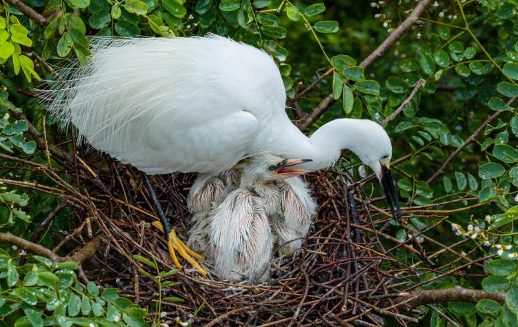 廣西桂林會仙喀斯特國家濕地公園白鷺“添丁” 70余巢穴孵出幼鳥_fororder_2