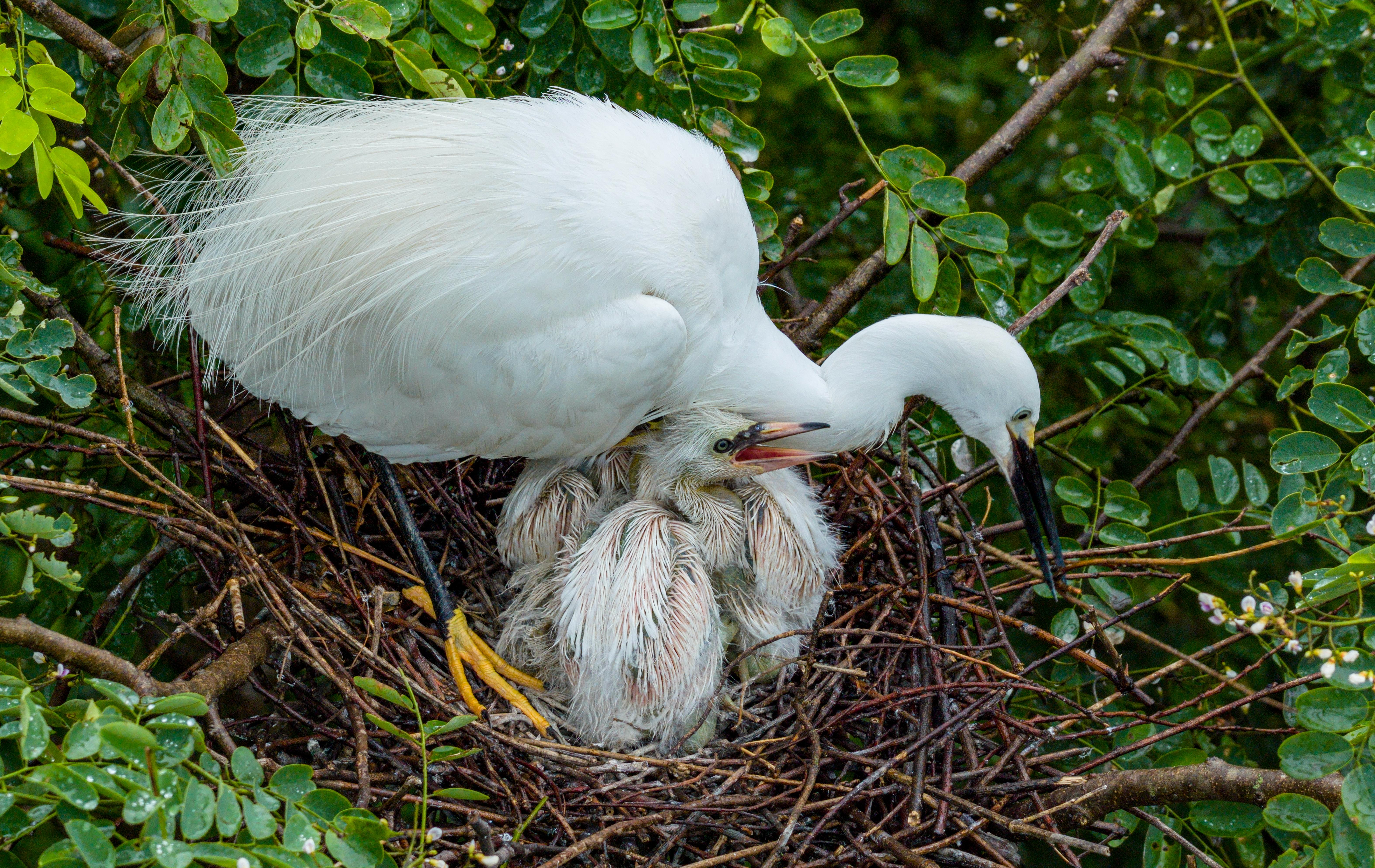 廣西桂林會仙喀斯特國家濕地公園白鷺“添丁” 70余巢穴孵出幼鳥_fororder_2