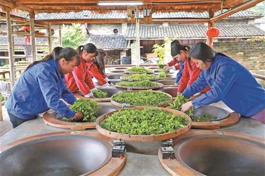 梧州蒼梧：文旅共融 茶韻悠長