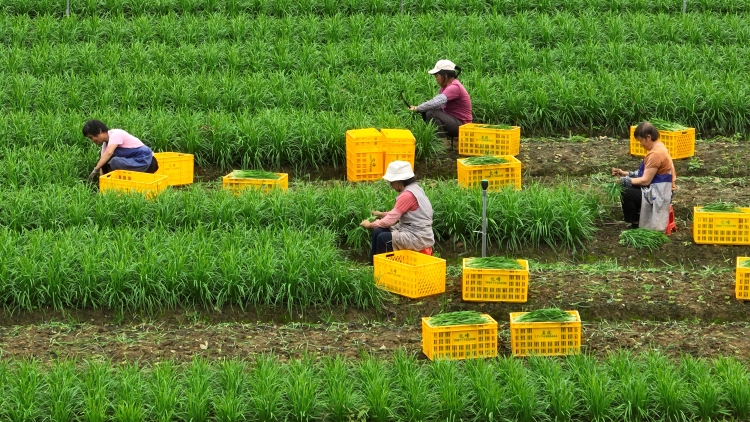 廣西興業縣:萬畝冬菜搶“鮮”上市  “冬閒田”變“增收田”_fororder_圖二：在興業縣葵陽鎮中江村的韭菜種植基地，工人們正在收割、包紮韭菜（寧詩琪攝）.JPG