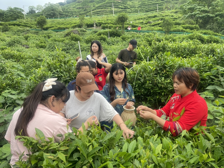 廣西興業縣舉辦茶文化主題系列活動吸引遊客_fororder_微信圖片_20250430105755