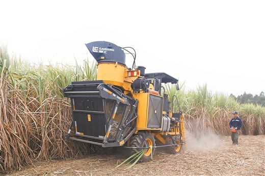 廣西出臺方案破糖蔗機收困局