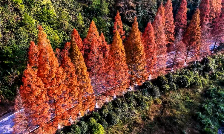 桂林臨桂區：水杉著“紅粧”扮靚公路_fororder_4