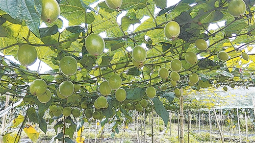 果菜茶 綠色發展頂呱呱
