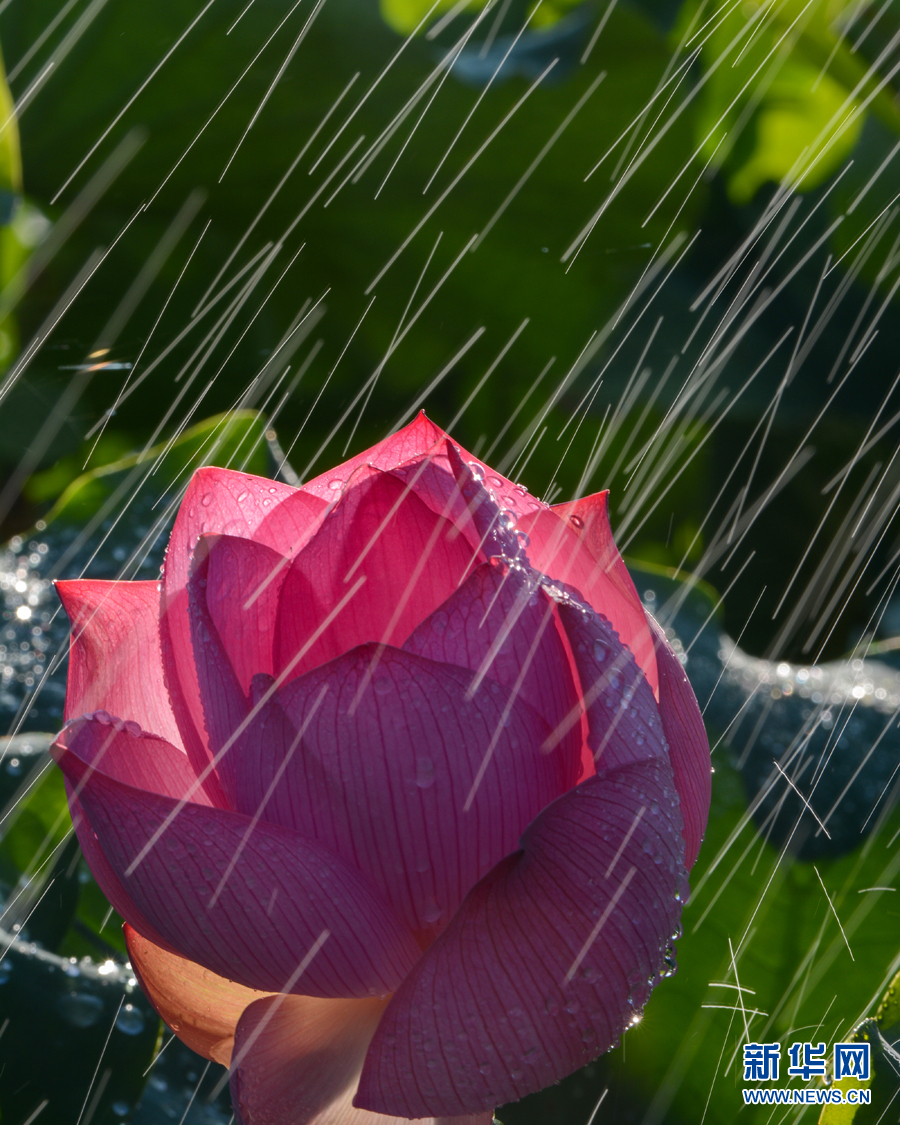雨露滋潤 荷花更嬌艷