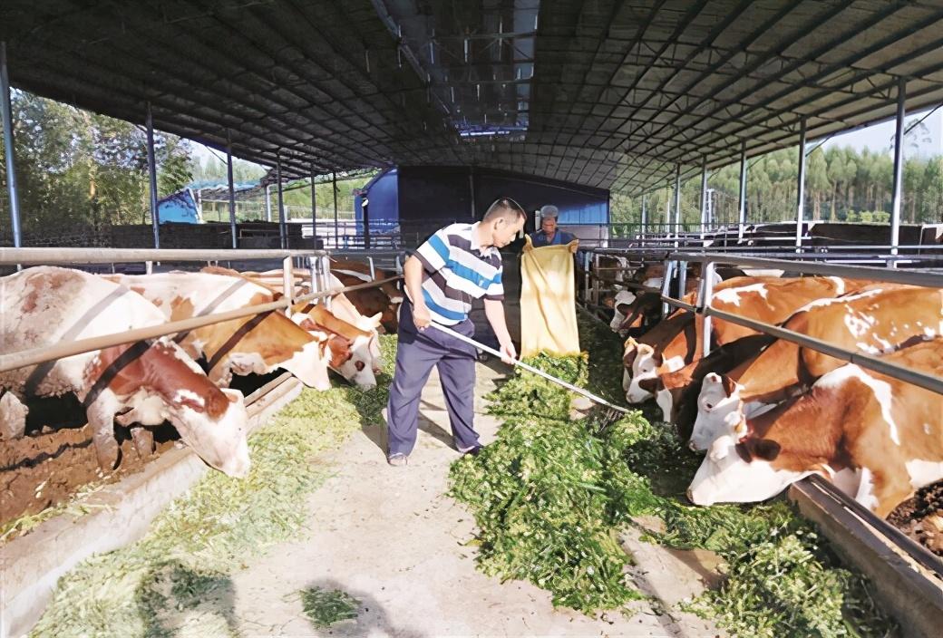 “一頭牛”牽出致富産業鏈