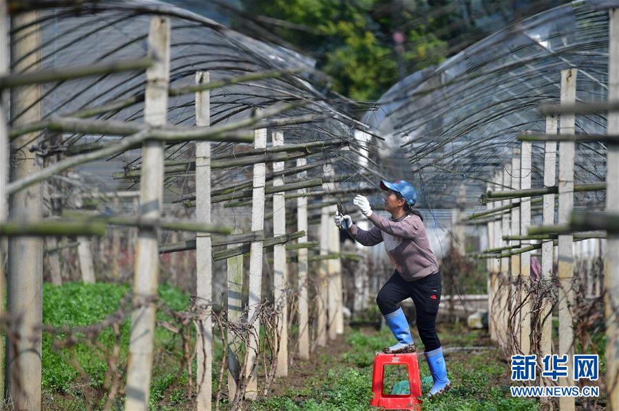 廣西靈川：穩住群眾“菜籃子”