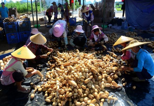 賀州平桂區:打造三大基地助力脫貧攻堅 實現鄉村振興