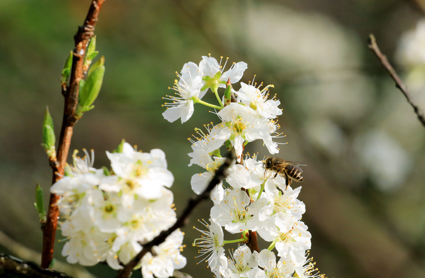廣西：花爭艷 春滿城