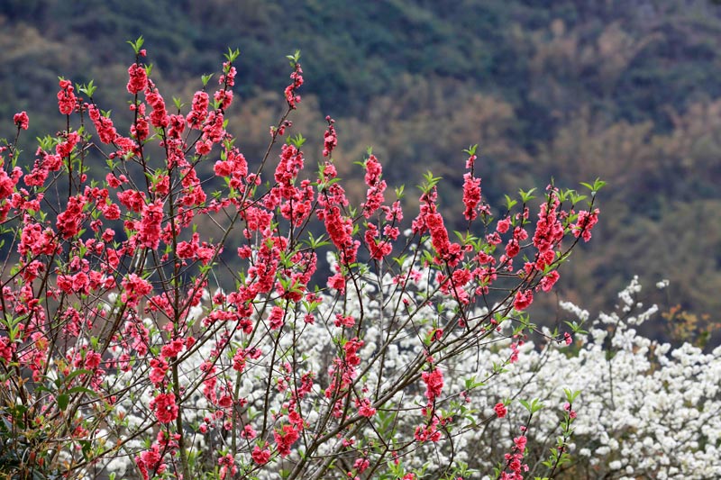 廣西：花爭艷 春滿城