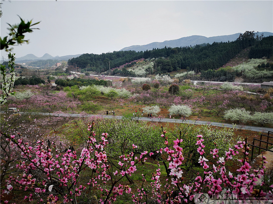 廣西灌陽"花海"惹人醉