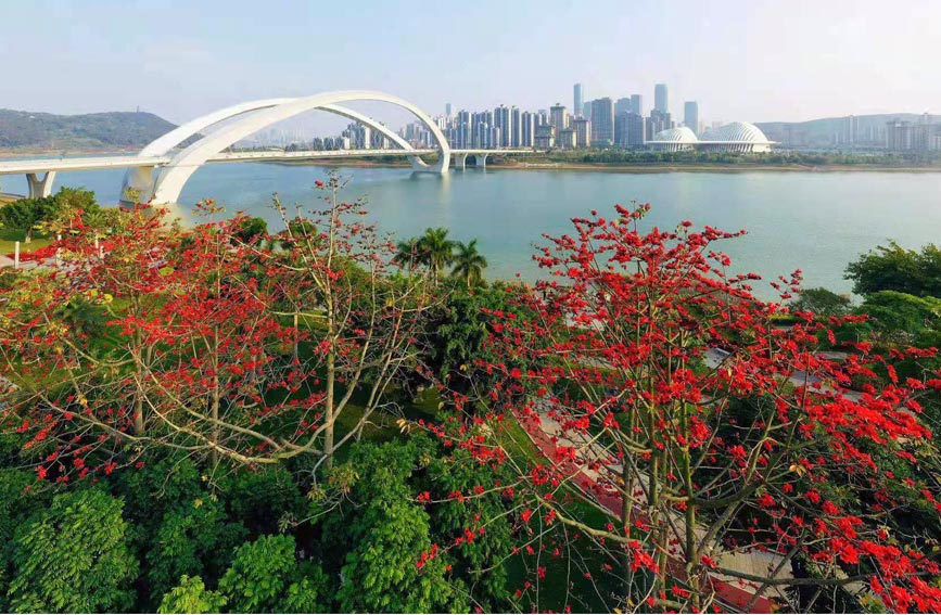 廣西：花爭艷 春滿城