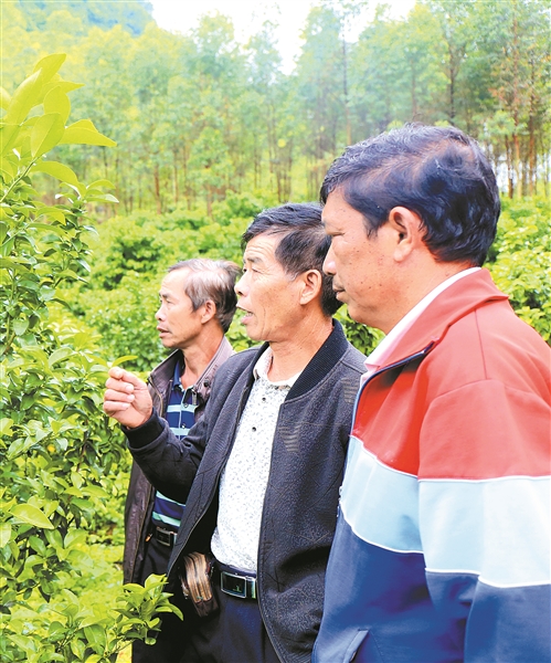 柳州：滿山翠綠待黃時