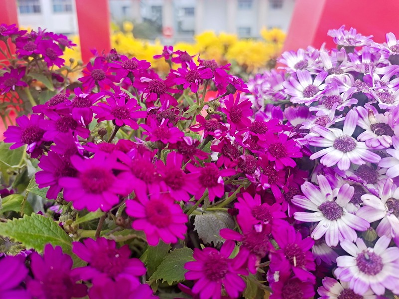 廣西貴港：踏青賞花正當時