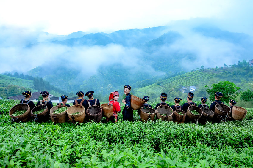 春光無限好 廣西瑤鄉採茶忙