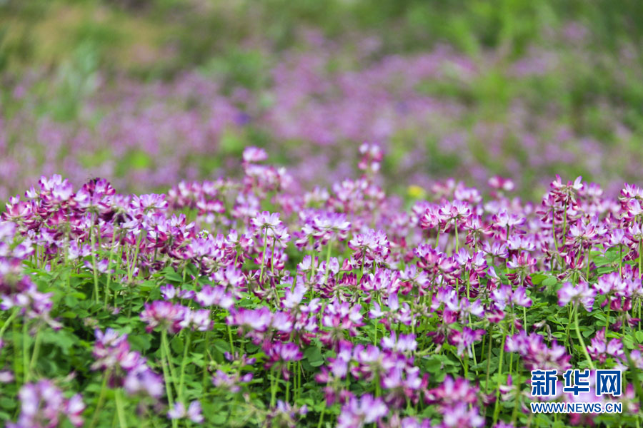 桂林：紫雲英花海美若仙境