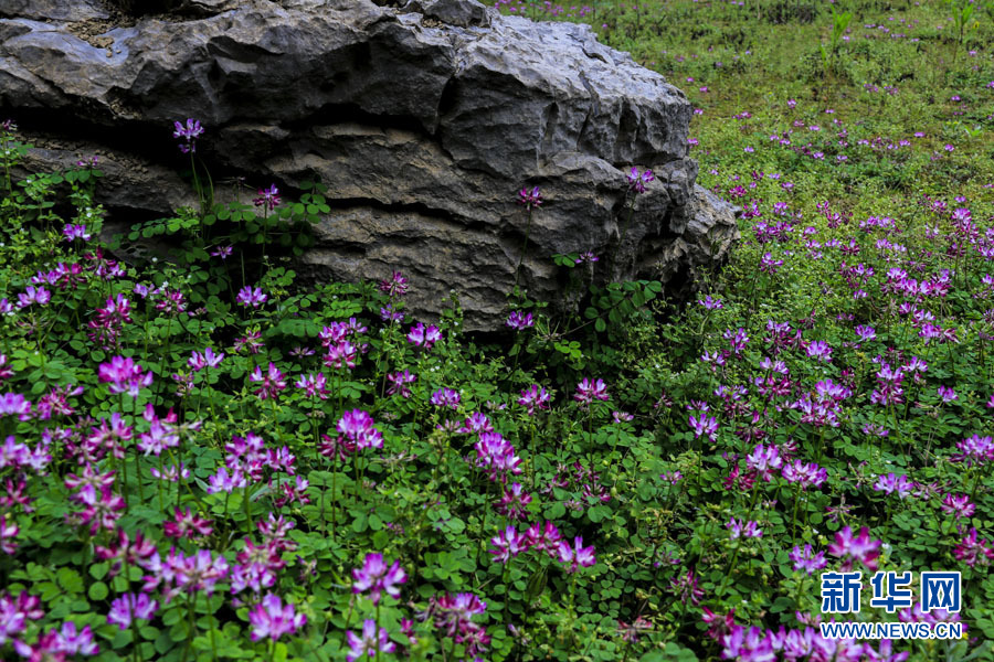桂林：紫雲英花海美若仙境