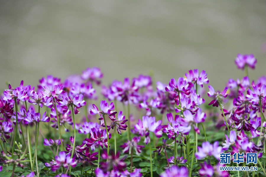 桂林：紫雲英花海美若仙境