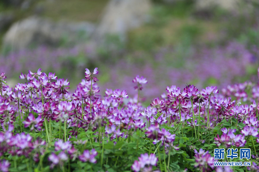 桂林：紫雲英花海美若仙境