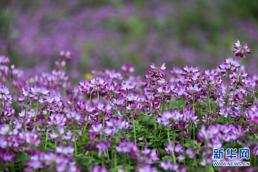 桂林：紫雲英花海美若仙境
